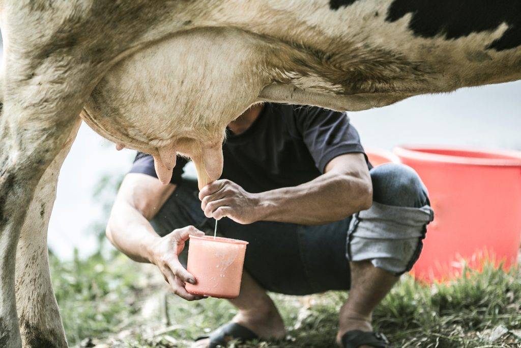 Почему горчит молоко у коровы, как избавиться от горечи