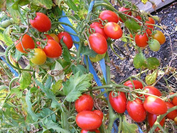 Сорт томата сливка: описание и советы по выращиванию