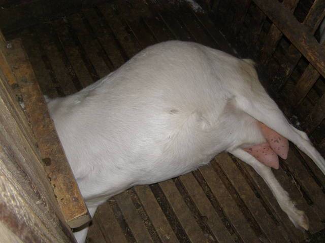 Беременность и роды козы — как ухаживать за козой и козлятами? фото — ботаничка.ru