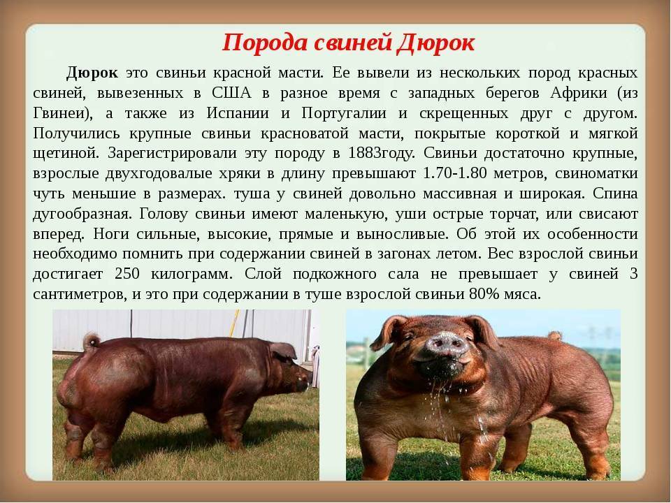 Породы свиней с фотографиями и названиями — мясные породы свиней, описание и фото