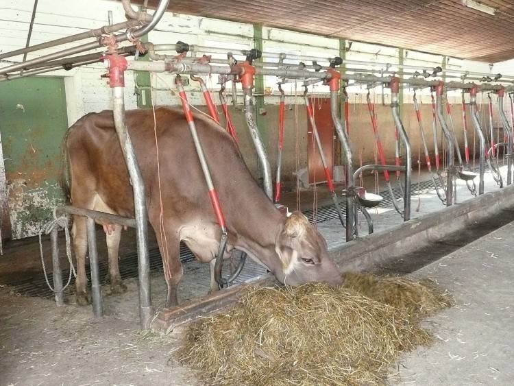 Как повысить удои коров за счет правильного питания, заботы и ухода