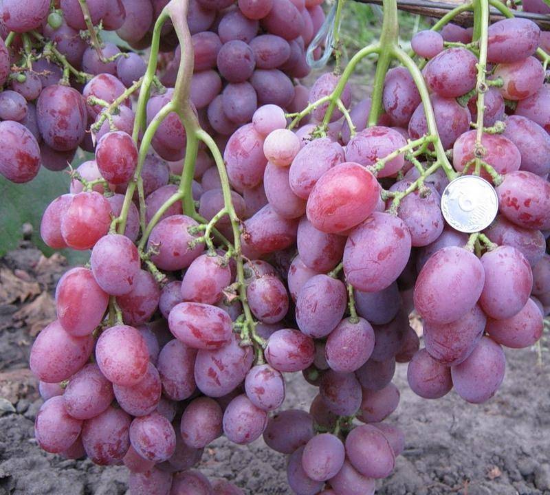 Виноград "анюта": описание сорта, фото, отзывы