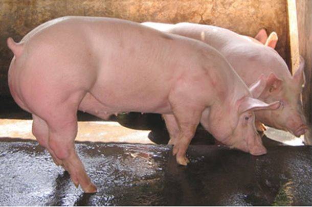 Крупная белая порода свиней – характеристики, описание, выращивание 2021
