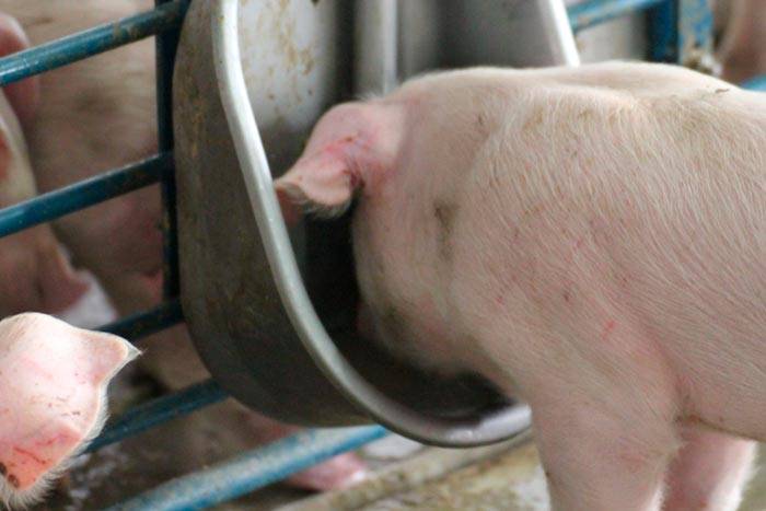 6 видов кормушек для свиней — от назначения до изготовления своими руками