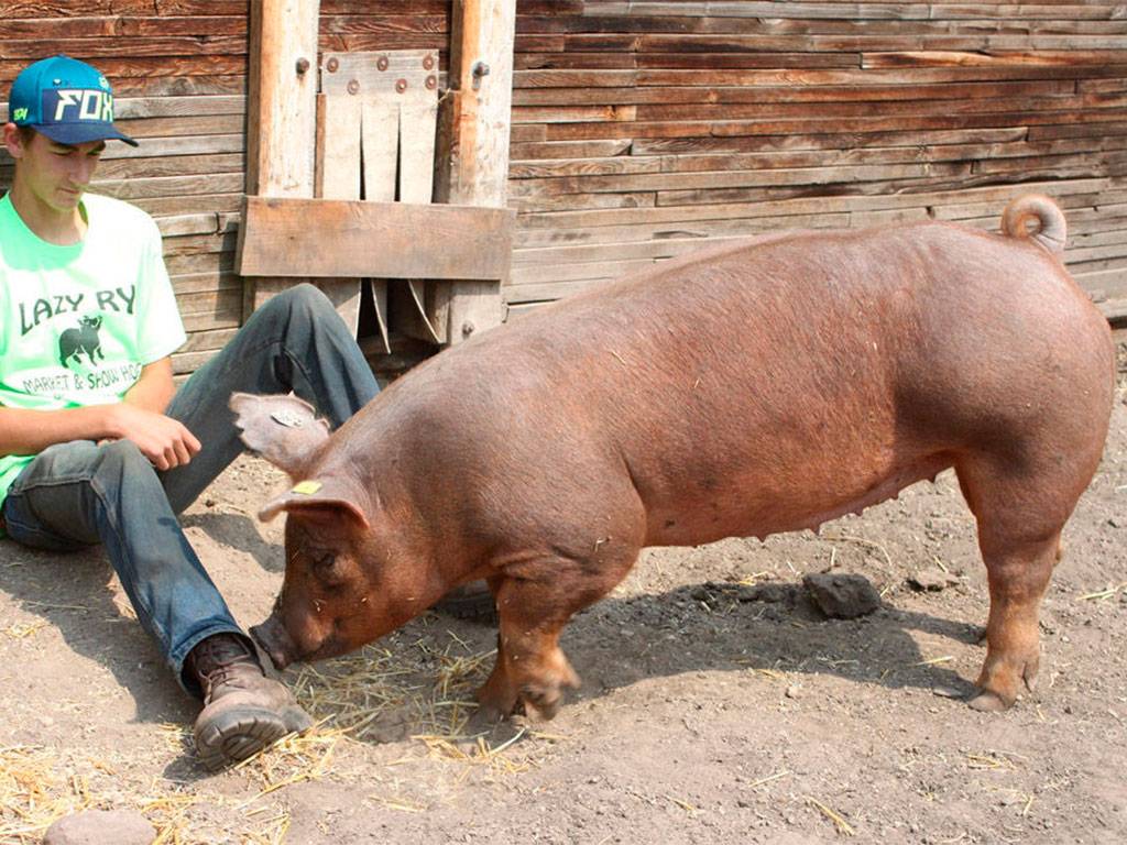 Порода свиней дюрок – источник мраморной свинины