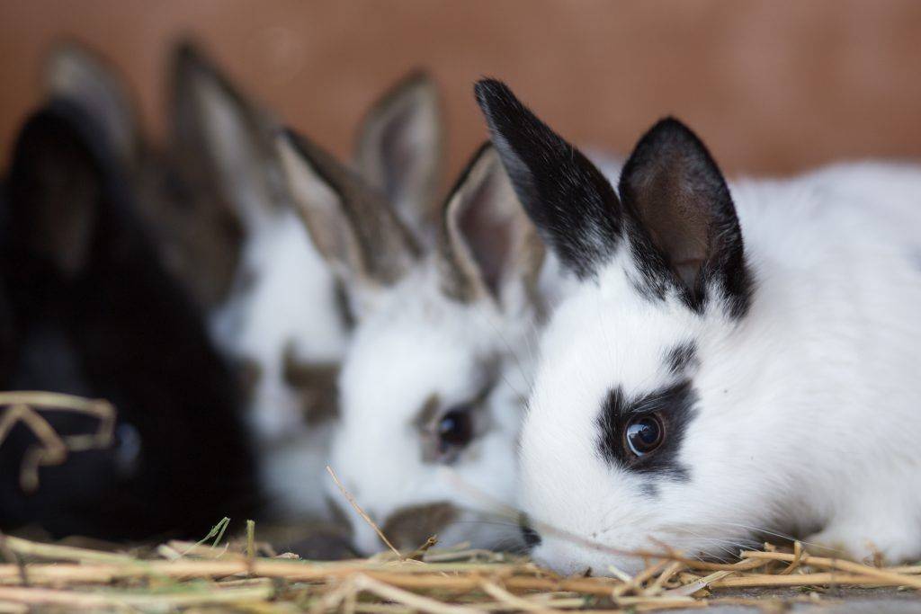 Можно давать кроликам картофель: польза и вред, как кормить и в каком виде