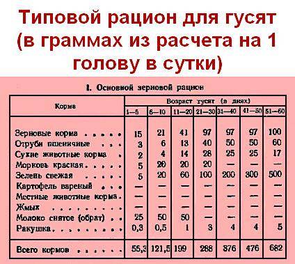 Чем кормить гусей в домашних условиях летом, зимой, чтобы они набирали вес, на мясо? чем кормить гусей в 2 месяца? :: syl.ru