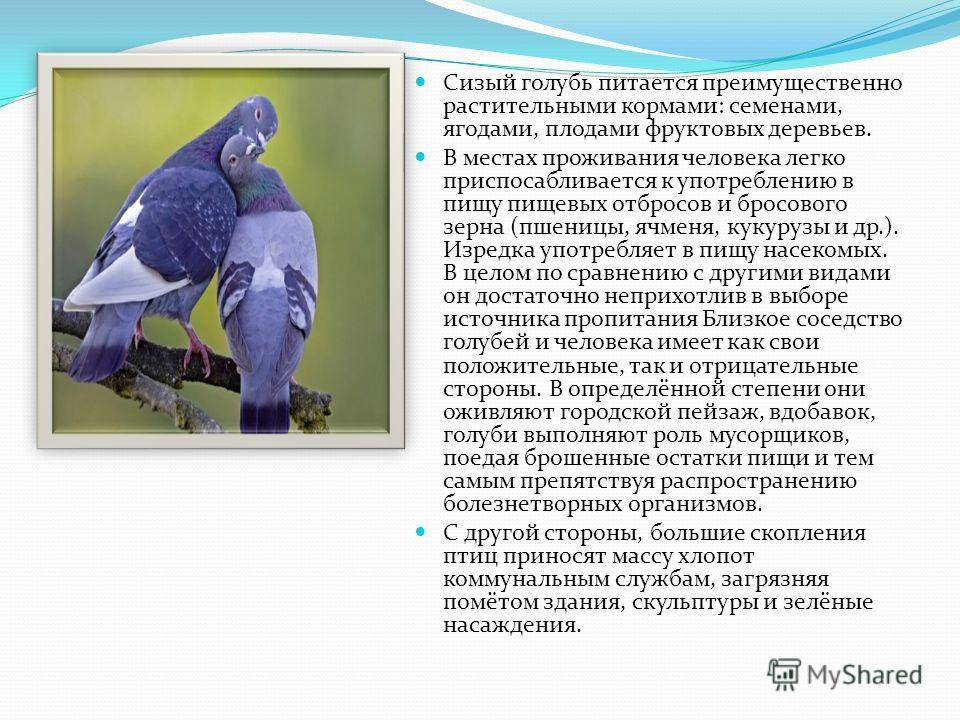 Голубь сизый: описание вида, образ жизни, среда обитания