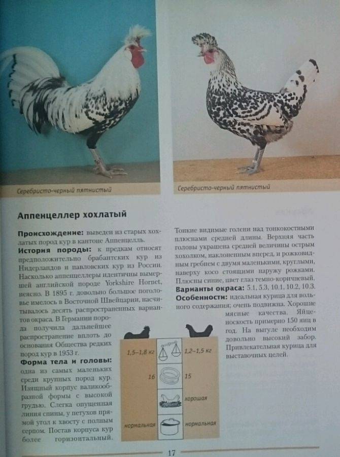 Порода кур русская хохлатая: фото, описание