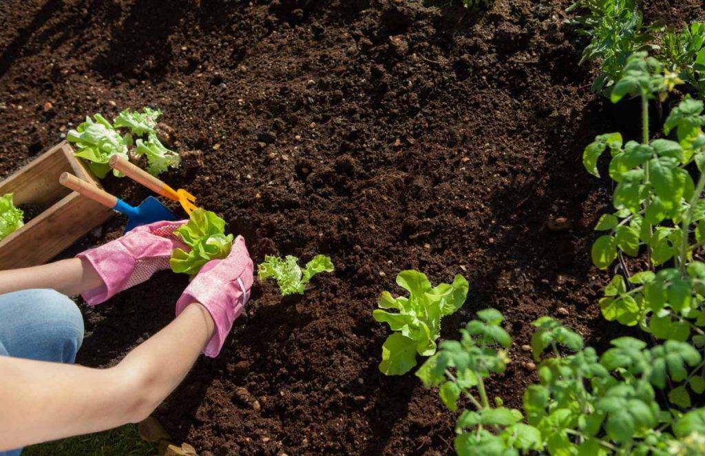 Дачные и садовые работы в мае. полезные советы и рекомендации опытного садовода