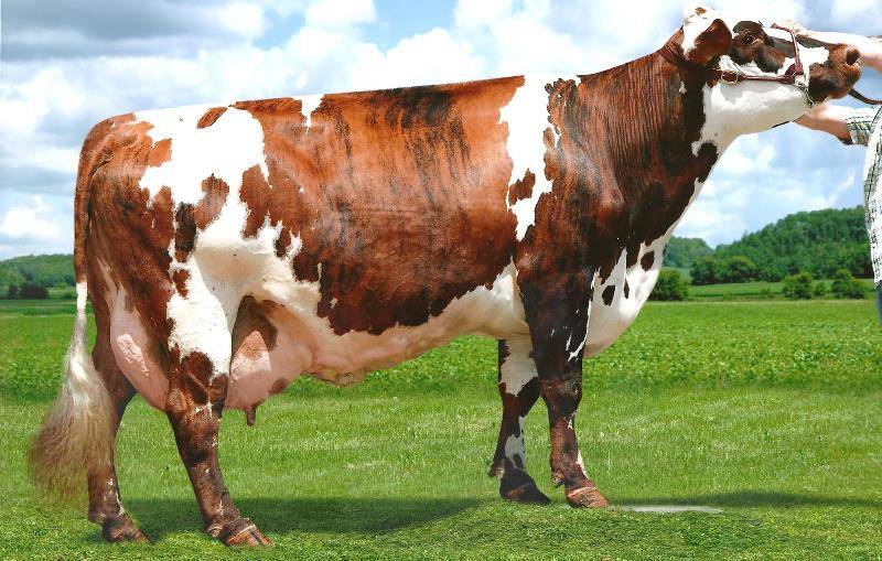 Самые странные и редкие породы коров