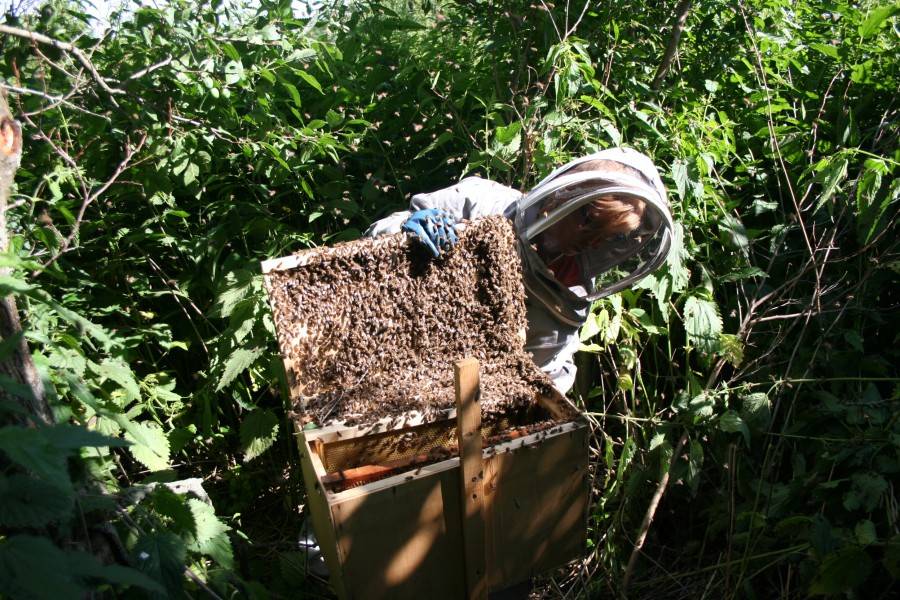 Дикие пчелы — польза или вред?