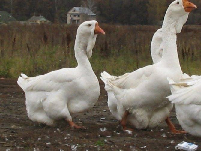 Холмогорские гуси: описание породы