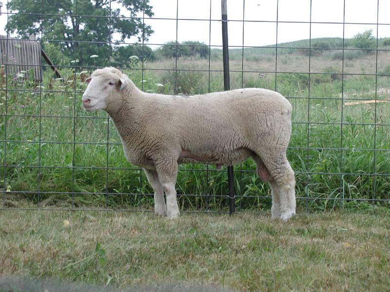Овцы тексель - описание породы, преимущества и недостатки