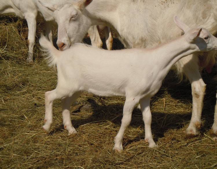 Характеристики продуктивности зааненских коз