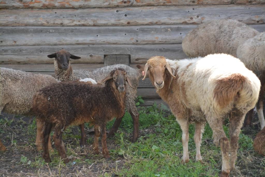 Курдючные овцы: фото, разведение, характеристика, описание породы