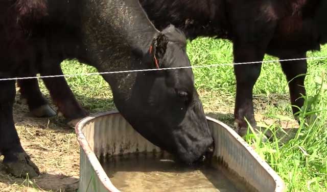 Сколько раз надо доить корову в сутки?