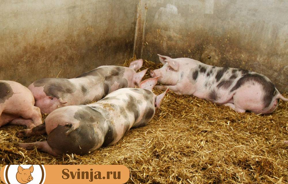 Каннибализм у свиней, причины и меры профилактики ао "витасоль"