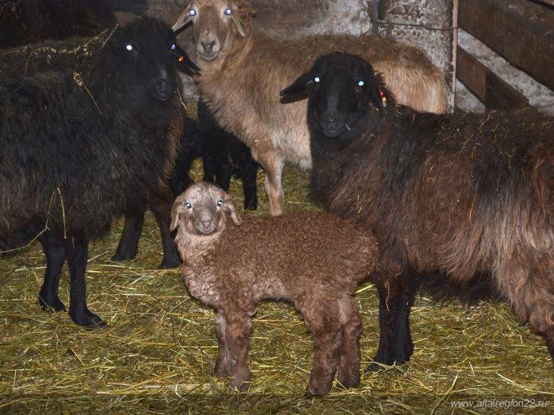 ᐉ эдильбаевская порода овец: описание и характеристики - zooon.ru