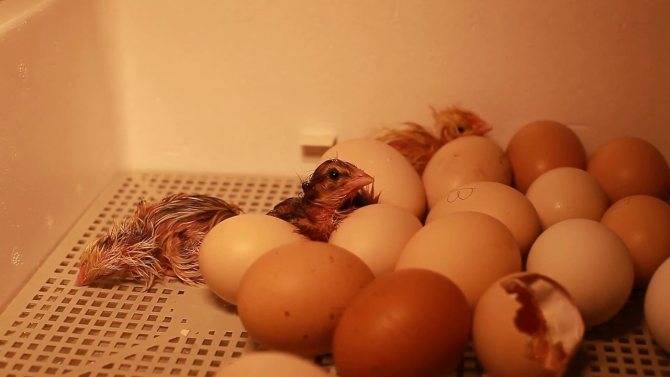 Как вырастить цыпленка из яйца в домашних условиях без инкубатора? советы для начинающих, уход и кормление