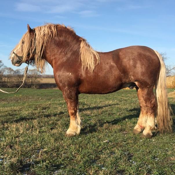 ᐉ самые выносливые лошади в мире: обзор пород - zooon.ru