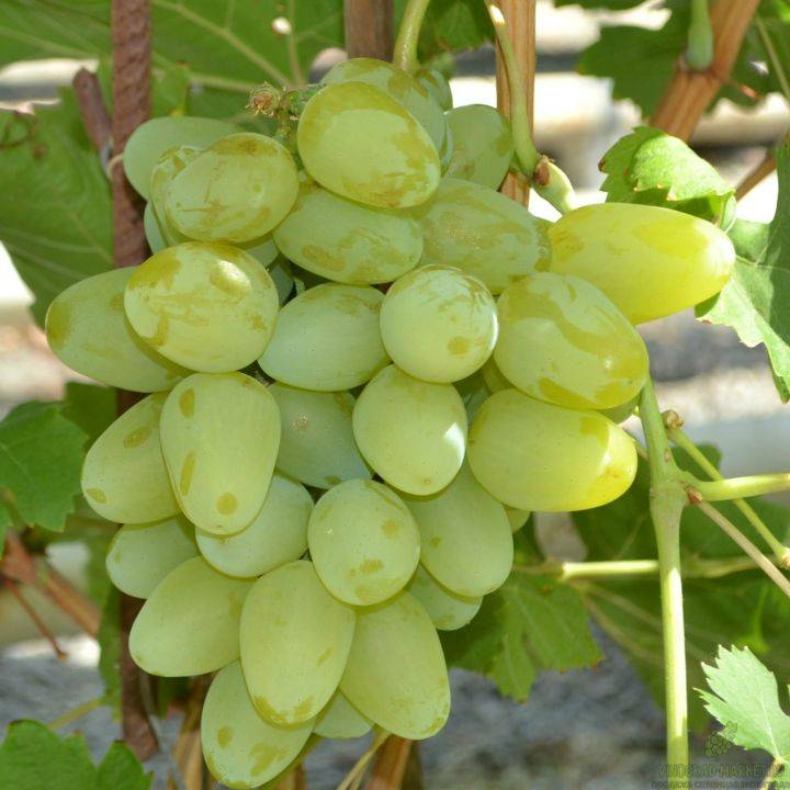 Виноград монарх – описание сорта, фото, отзывы, особенности выращивания