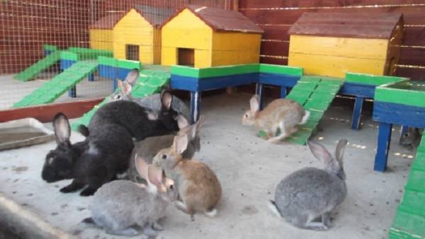 Разведение кроликов: особенности и основные правила содержания