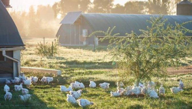 Основные проблемы сезонного птицеводства | fermers.ru