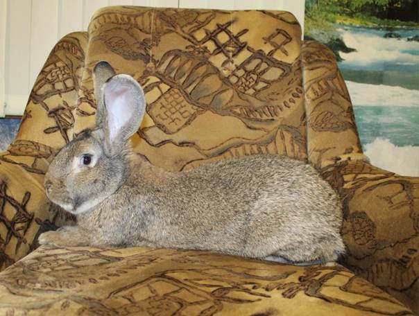 Описание породы кроликов серый великан: правила содержания и разведения