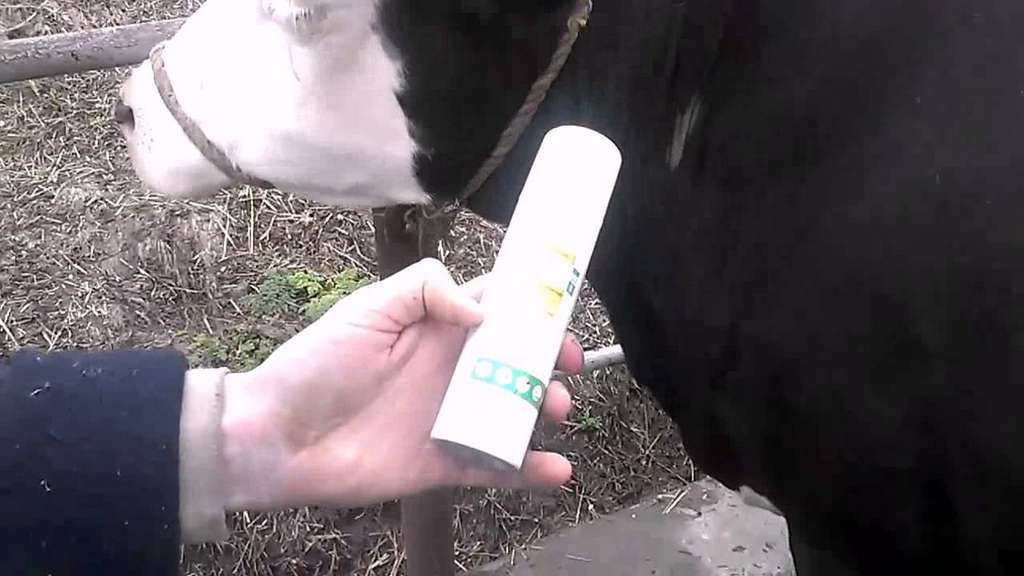 Цистицеркоз коров - болезни коров