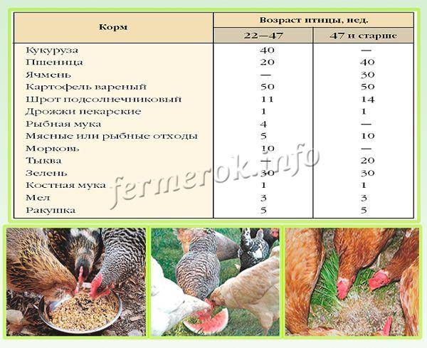 Сколько нужно корма курице-несушке в день: нормы и как составить суточный рацион