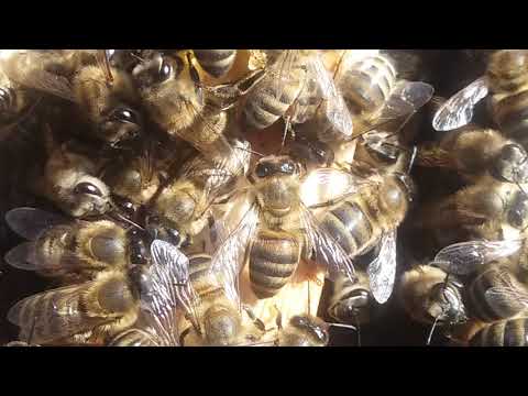 Степная украинская порода пчел: описание породы, фото, достоинства и недостатки, отзывы