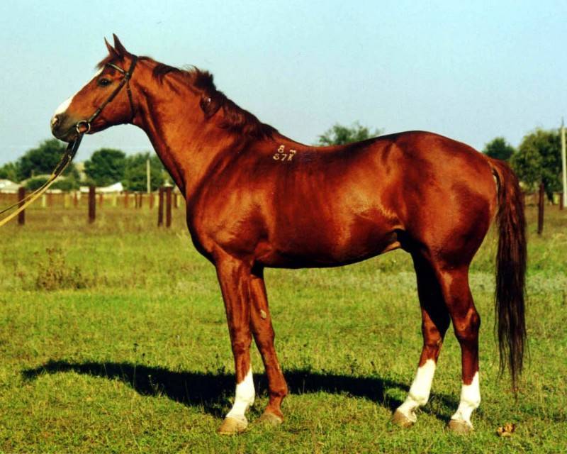 Буденновская лошадь: история, экстерьер, особенности характера, разновидности, образ жизни в природе