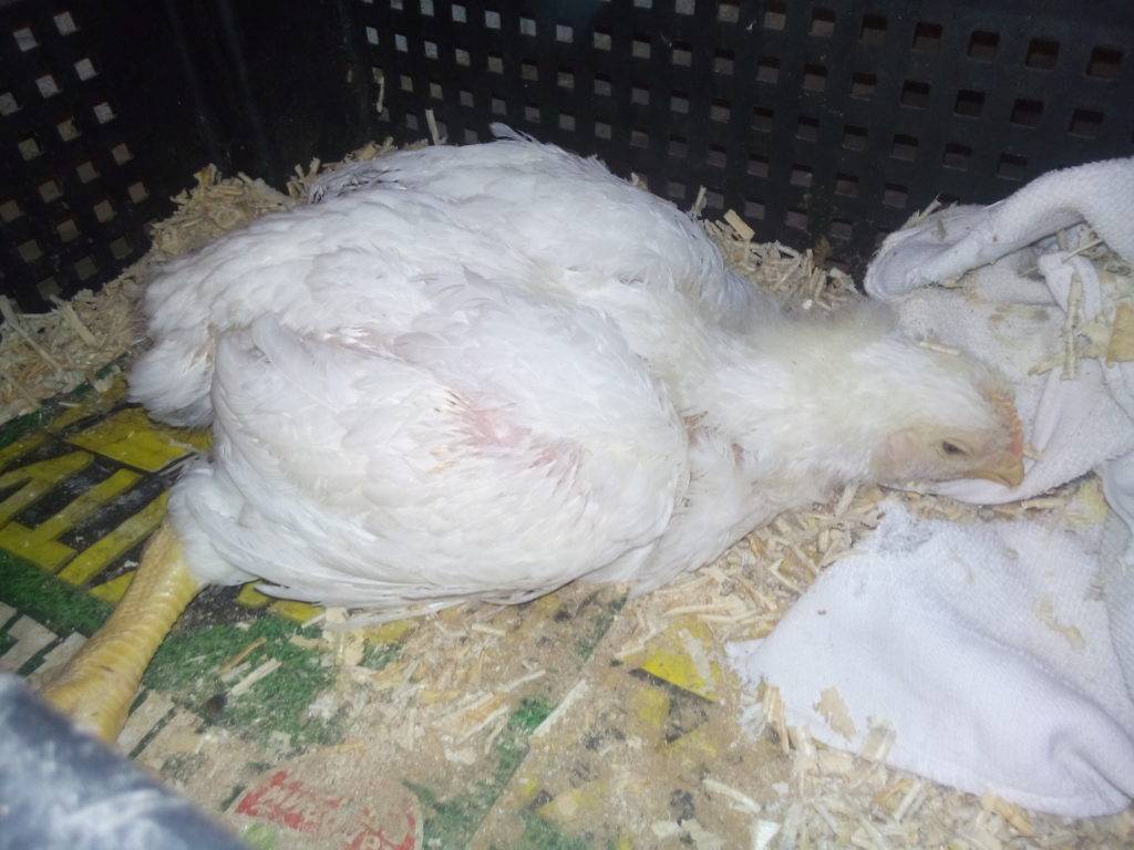 Ветеринария домашней птицы | влияние антибиотика и пробиотика на качество мяса и субпродуктов цыплят-бройлеров