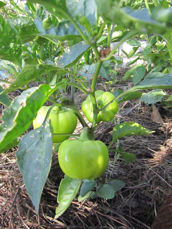 Характеристика и описание сорта перца колобок, выращивание и уход
