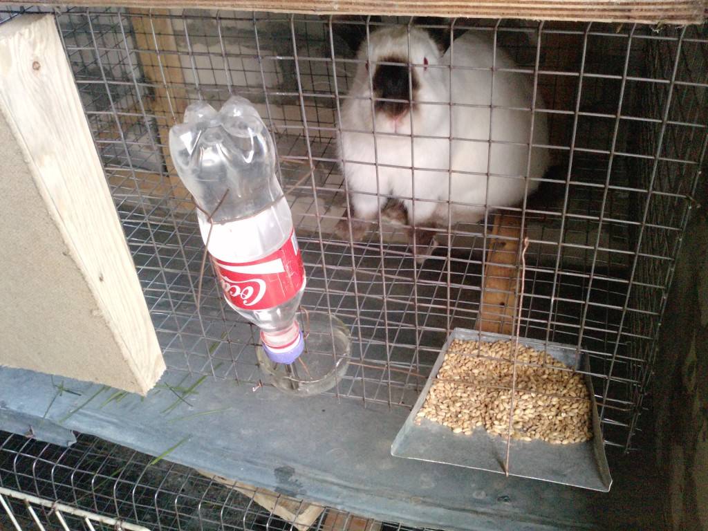 Поилки для кроликов: автоматические, упрощенные модели, из пластиковых бутылок, ниппельные, преимущества и недостатки