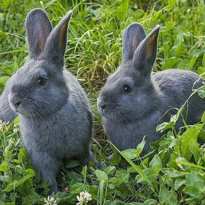 Кролики породы венский голубой — характеристика, уход и содержание, разведение в россии.