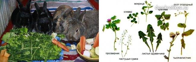 Какую траву можно и нельзя давать кроликам: правила и нормы кормления