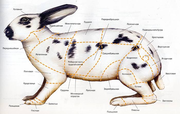 Анатомическое строение скелета коровы, особенности внутренних систем и органов