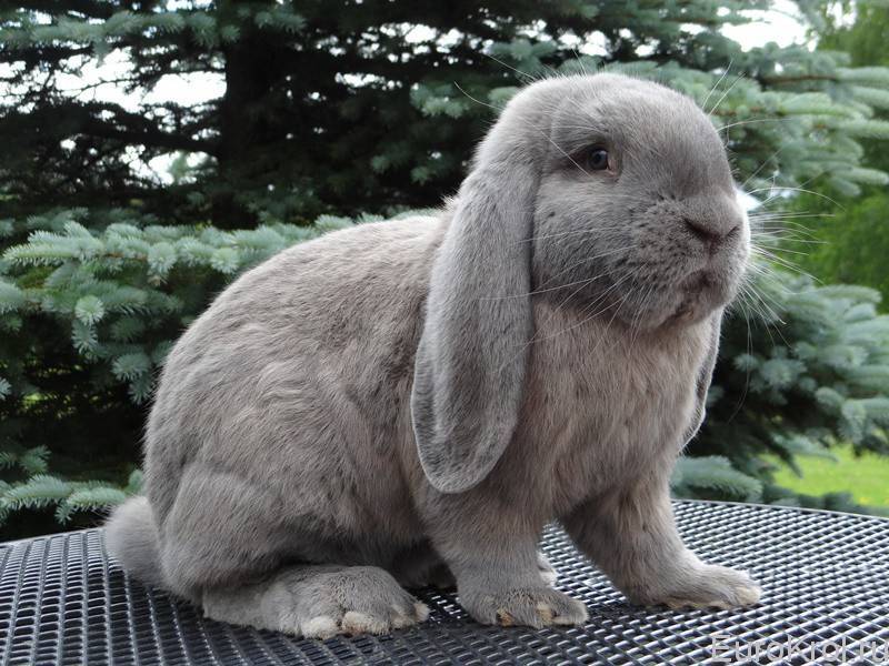 Декоративный карликовый кролик вислоухий баран: фото, описание пород