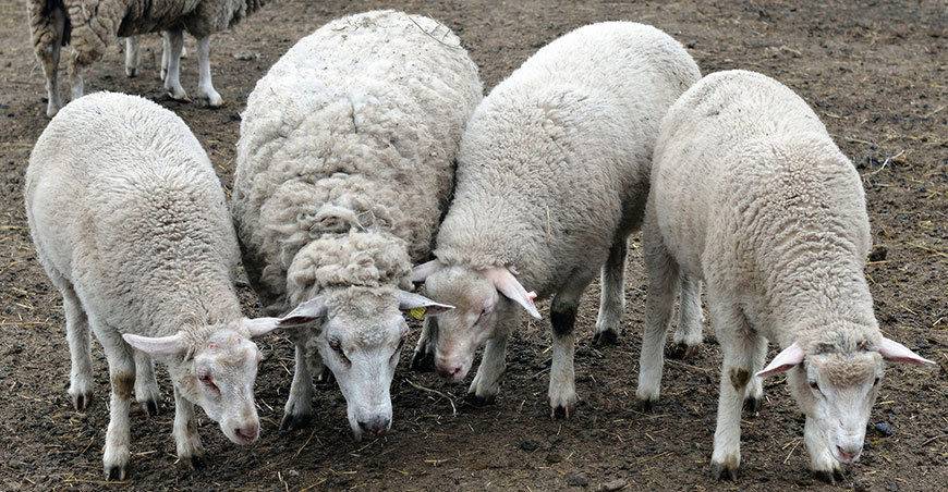 Разведение овец куйбышевской породы