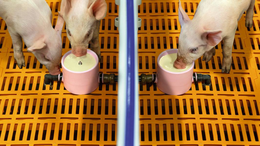 Как выкормить новорожденных поросят без свиноматки — правила и рацион питания