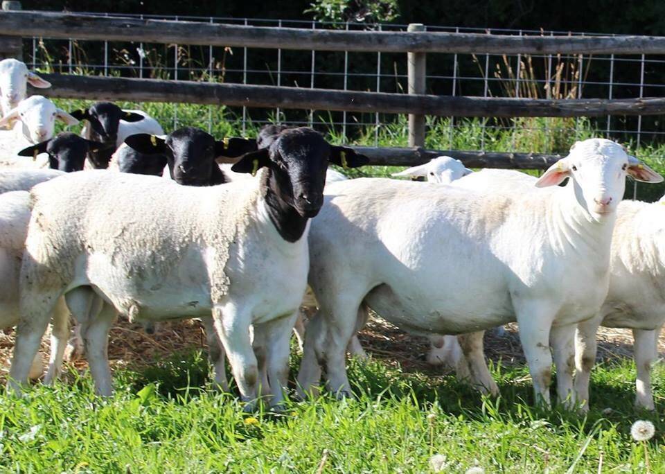 Овцы породы дорпер: описание и характеристика