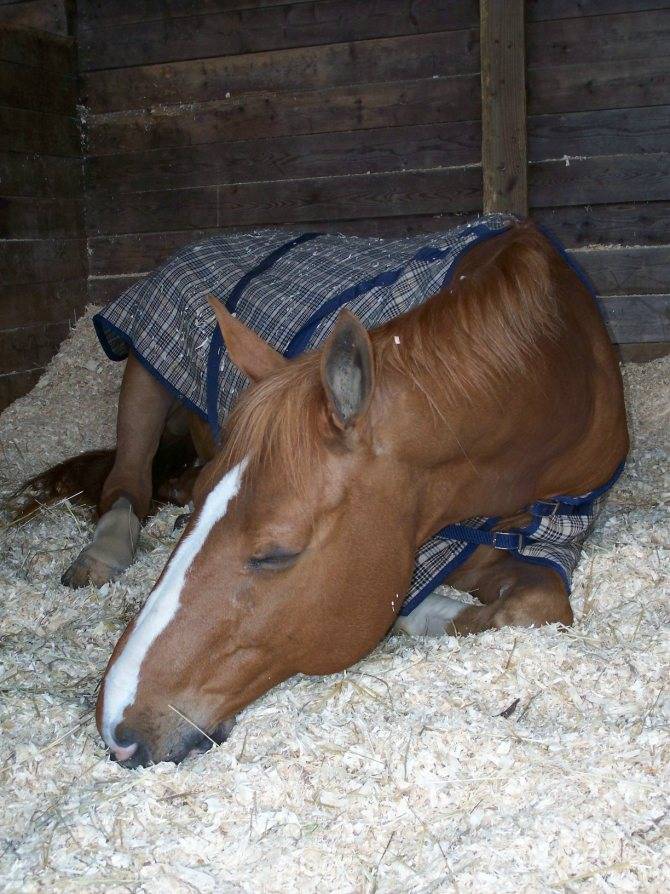 Как спят лошади - мифы и правда - лошади дзержинский