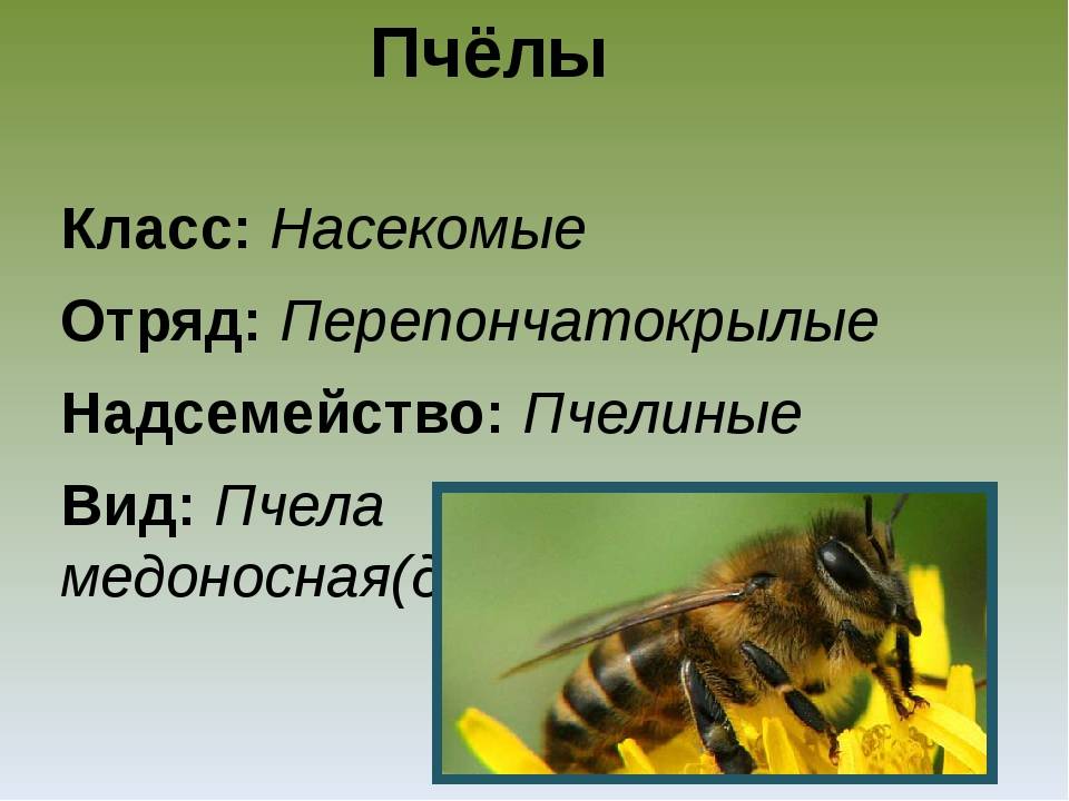 Жизненная позиция трутня, основная роль в семействе пчел