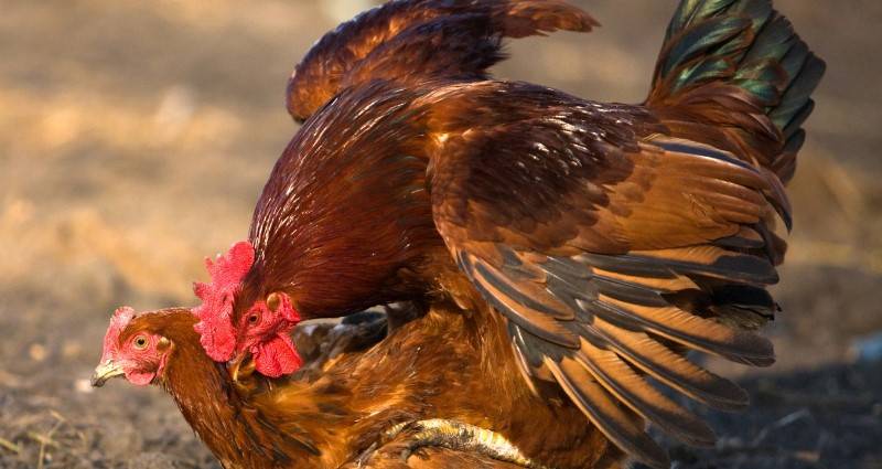 Как петух оплодотворяет курицу: что нужно учесть птицеводу