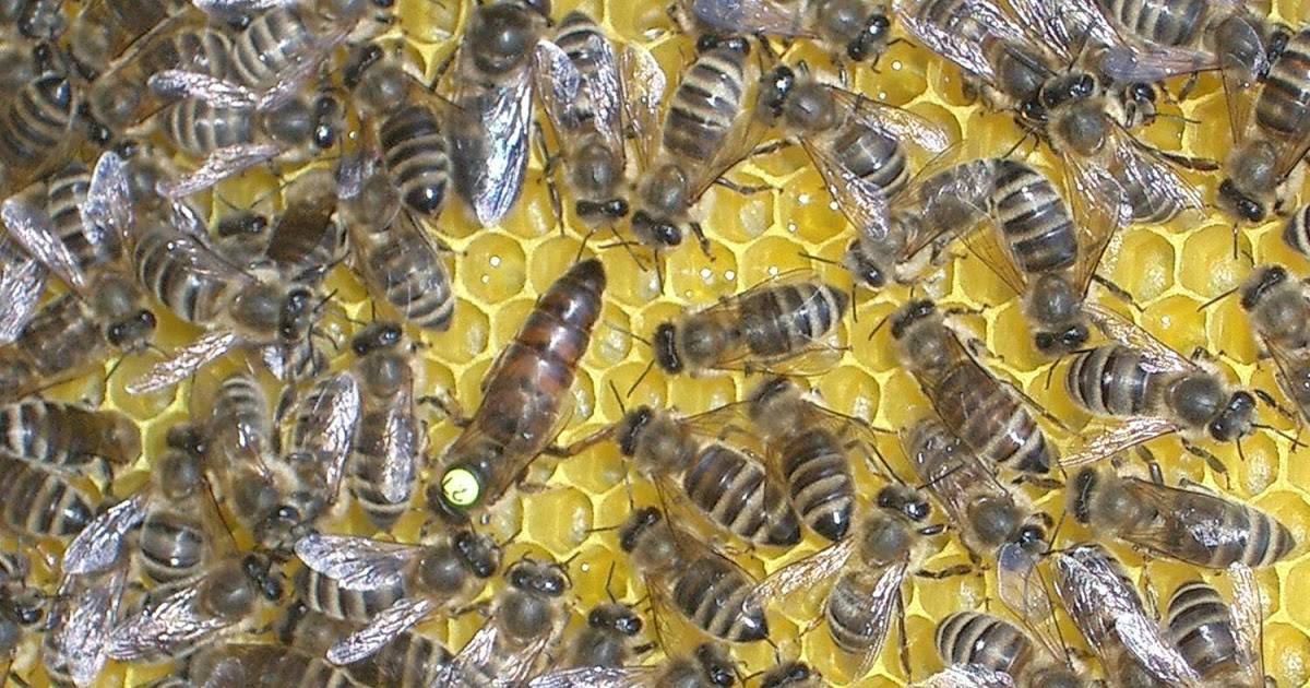 Пчелы породы карпатка и их отличия от карники