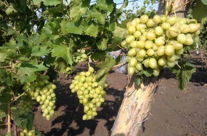 Особенности выращивания винограда аркадия, отзывы садоводов