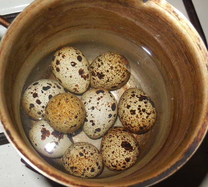 Сырые перепелиные яйца - польза и вред, можно пить натощак