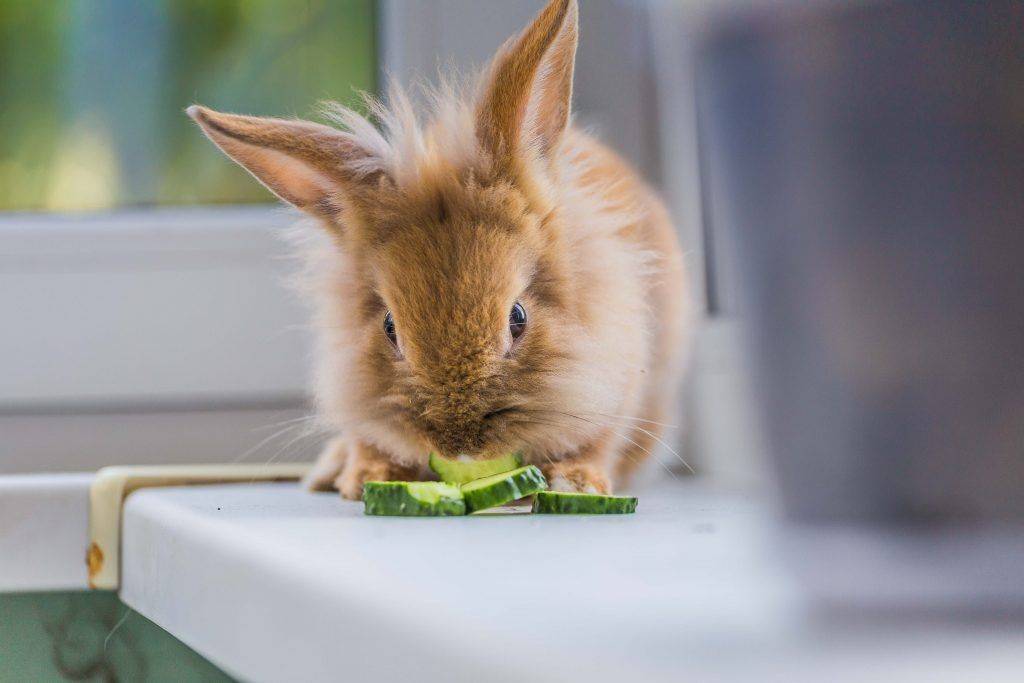 Можно ли давать кроликам огурцы - декоративные и карликовые кролики